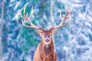 Winter wildlife landscape with noble deers Cervus Elaphus. Deer with large Horns with snow on the foreground and looking at camera. Natural habitat. Artistic Christmas background.