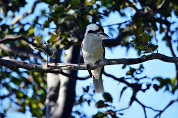 Obraz premium Looking kookaburra on the branch