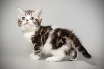 American shorthair cat on colored backgrounds