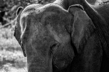 Foto op Aluminium Elephants in Udawalawe Nationaparc Sri Lanka © Jakob