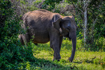 Obraz premium Elephants in Udawalawe Nationaparc Sri Lanka
