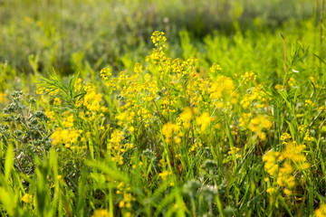 Yellow rapeseed flowers