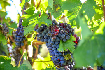 Fototapeta premium Vineyards with clusters of red grapes for the production of wine..Harvest in Italy,