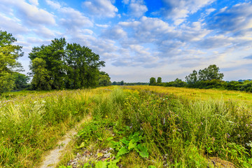 Summer river landscape nature reserve  Millingerwaard with basins for overflow river water at high water level overgrown with flowering wild plants in beautiful colors against blue sky with clouds