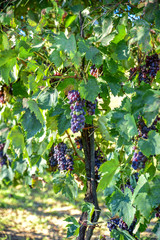 Vineyards with clusters of red grapes for the production of wine..Harvest in Italy