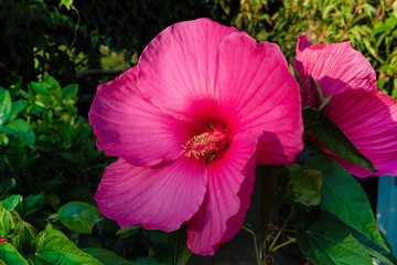 beautiful Swamp Rose Mallow flower