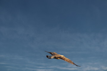 Seagull