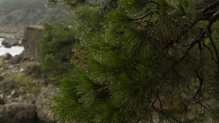 Fototapeta premium Forest on the Black Sea coast