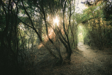 Fototapeta premium Pfad durch den Wald