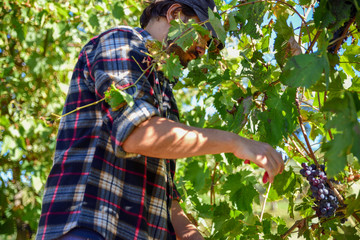 young farmer man during harvest in Italy on a sunny autumn day. Red grape vineyards for the production of wine.