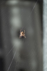 Kreuzspinne 