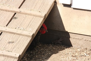 Chicken hiding