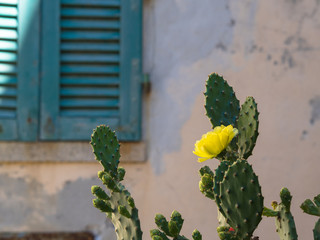 yellow cactus flower with an old window shutter in the background