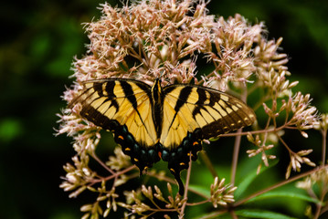 Monarch Butterfly