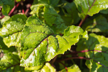 Beet tops with raindrops