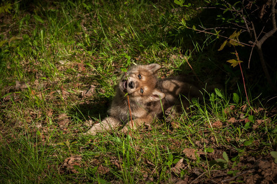 Grey Wolf (Canis lupus) Pup Chews on Weed