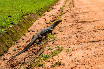 Lizard in Sri Lanka
