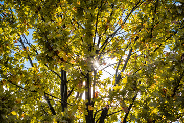 The sun's rays through the autumn foliage