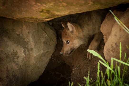 Grey Wolf (Canis lupus) Pup Climbs About Inside Den