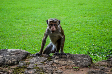 Monkey in Sigeriya in Sri Lanka