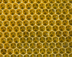 New honeycombsю
Created with wax honeycombs have same dimensions and a strong focus.
