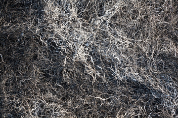 Burnt grass