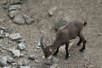 Alpensteinbock weiblich - Capra ibex