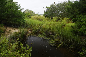 Obraz premium The marshland and lush tropical woods with abundant Spanish moss draping branches of live oak trees at Big Talbot Island State Park, Florida, USA