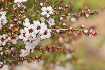 closeup of white New Zealand teatree flowers with raindrops and blurred background
