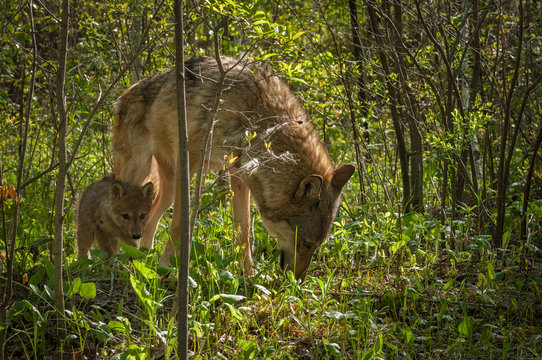 Grey Wolf (Canis lupus) and Pup in Brush