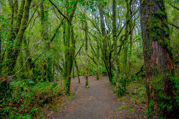 Fototapeta na wymiar Beautiful natural path inside of the vegetation located in the forest around Saltos de Petrohue, Chile