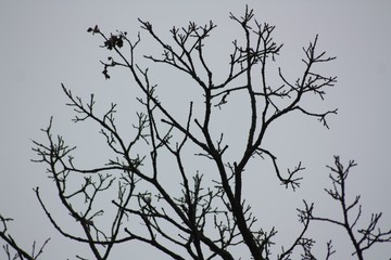 Tree branches