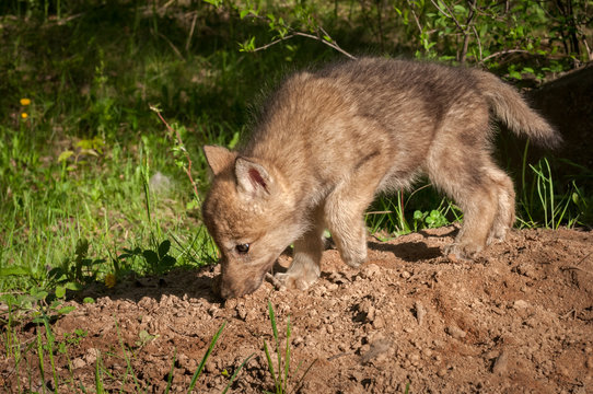 Grey Wolf (Canis lupus) Pup Sniffs Ground