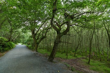 Fototapeta premium Glendalough valley in Wicklow, Ireland