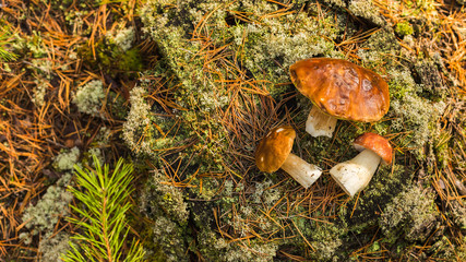 Edible mushrooms on a moss-covered stump in the forest on a green background, Boletus edulis. Autumn background. Flat lay