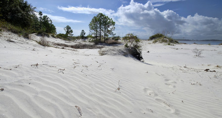 The dunes on Amelia Island Florida, Fernandina Beach is occupied by wild birds, Florida, USA