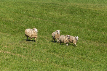Group of Sheep (Ovis aries) Trot Across Grass