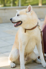 Japanese hunting dog breed kisyu, Beautiful portrait of a white dog close up