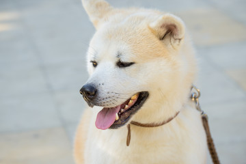 Obraz na płótnie Canvas Japanese hunting dog breed kisyu, Beautiful portrait of a white dog close up
