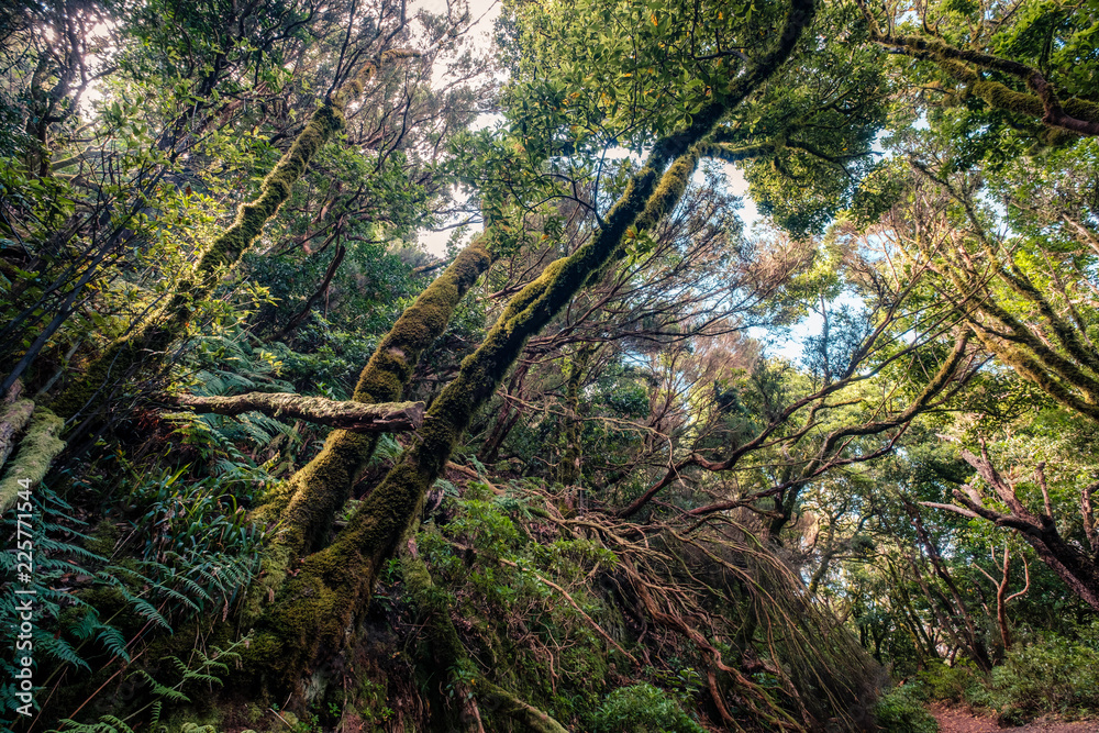 Wall mural inside forest - laurel  trees inside cloud forest, Tenerife