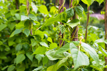 Obraz premium Growing the beans (Phaseolus vulgaris)