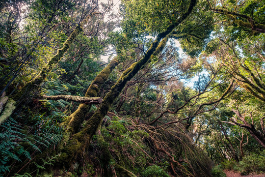 Fototapeta inside forest - laurel  trees inside cloud forest, Tenerife