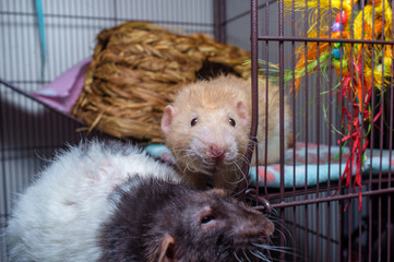 Fancy Pet Rats