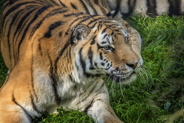 Fototapeta na wymiar Siberian tiger at Alaska Zoo; Anchorage, Alaska