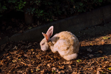 Rabbit. Beige rabbit in the Park of Benalmadena, Andalusia, Spain.