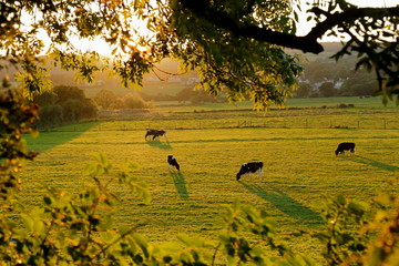 Herd of cows grazing at sunset on the farmland in Axe Valley, Devon