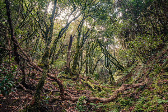 Fototapeta inside forest, magical ambience of Anaga cloud forest