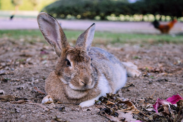 Rabbit. Gray rabbit in the Park of Benalmadena, Andalusia, Spain.
