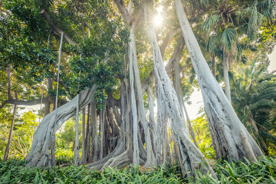 Fototapeta giant ficus tree