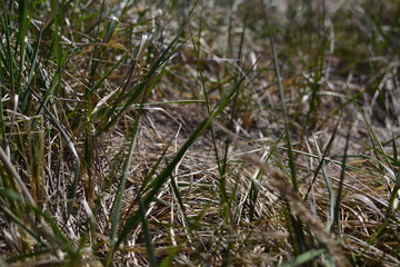 grass in the forest